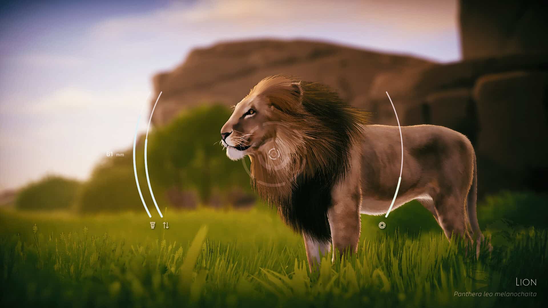 A camera lens focuses on a lion.
